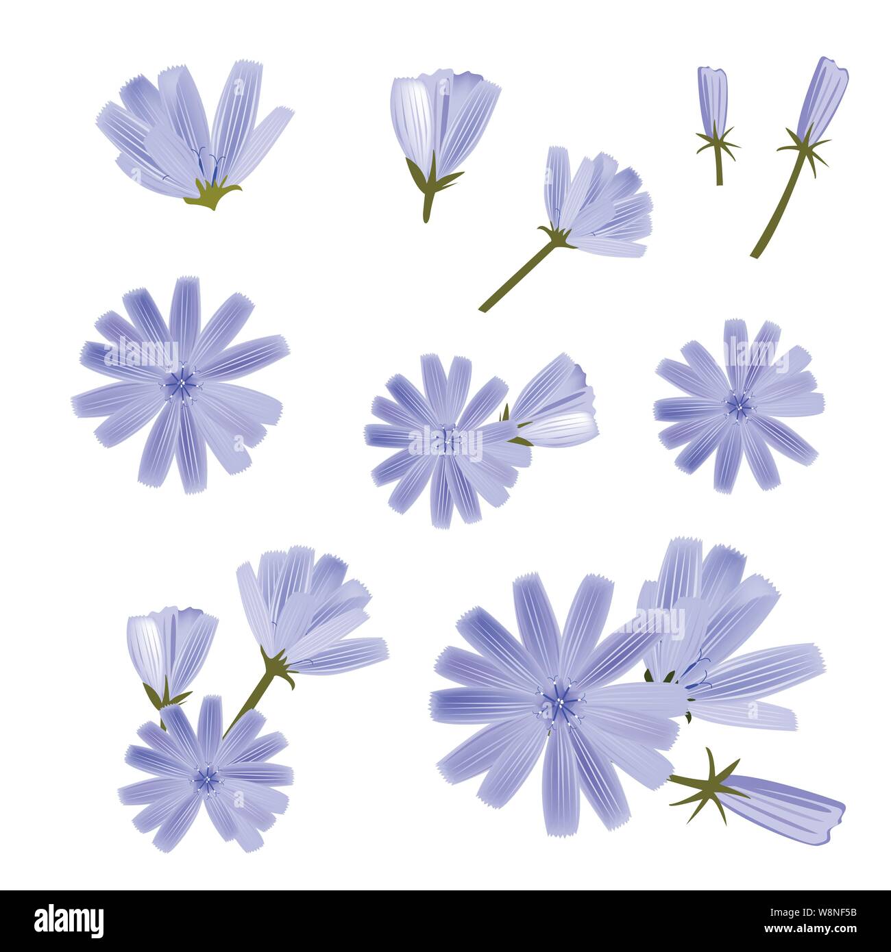 Chicorée Vektor, eine Sammlung von verschiedenen Blumen. Handgezeichneten Vector Illustration. Isolierte design elemente Stock Vektor