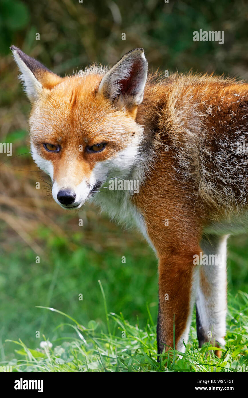 Fuchs am britischen Wildlife Center Stockfoto
