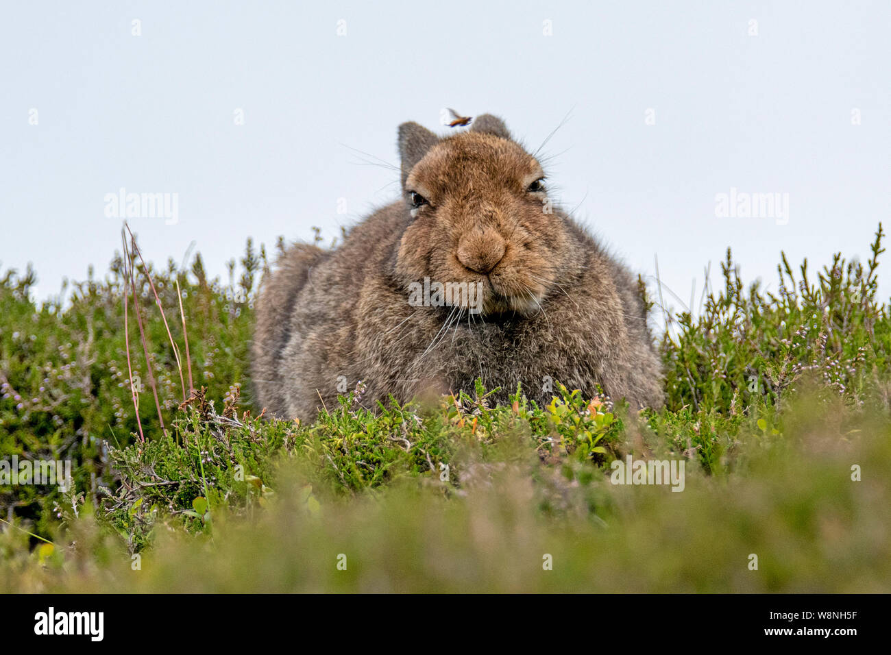 Nahaufnahme der Schneehase (Lepus timidus) mit Fly Overhead, Scottish Highlands im Sommer Stockfoto