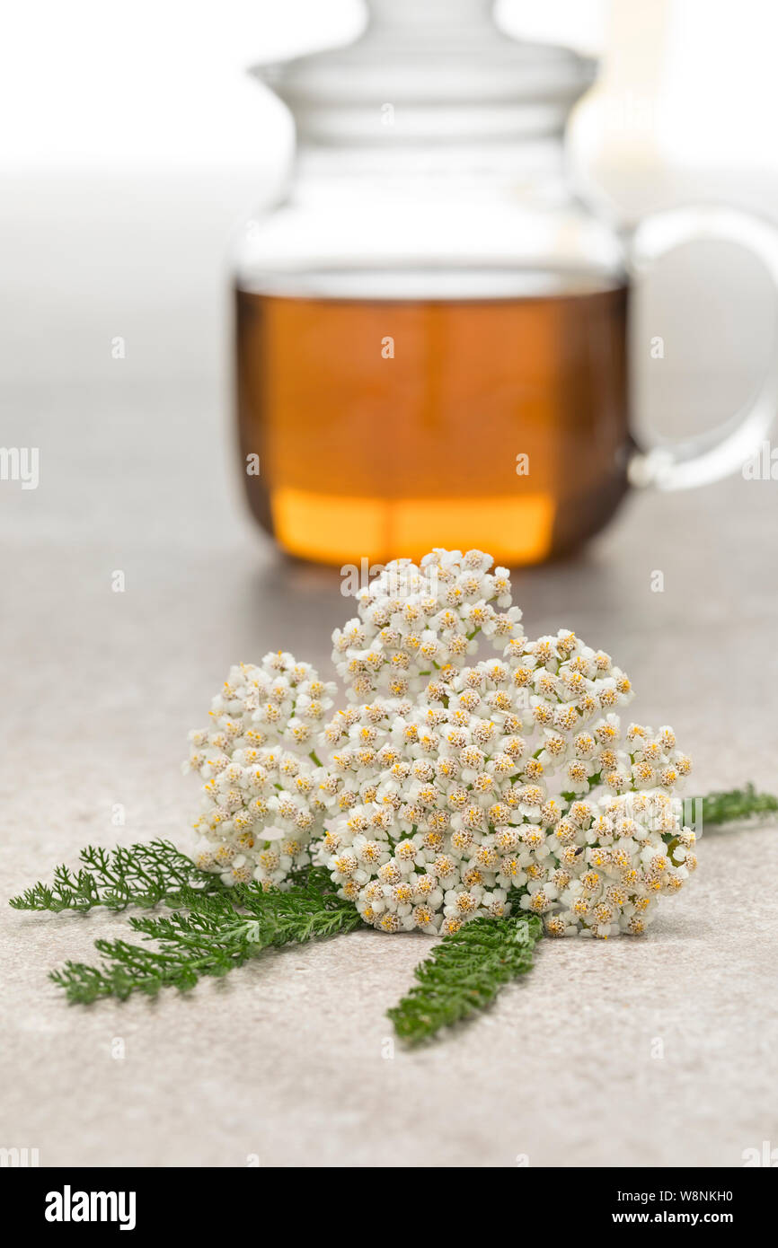 Gemeinsame Schafgarbe frische Blumen und eine Kanne Tee auf dem Hintergrund Stockfoto