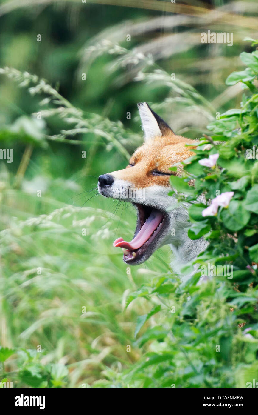 Fuchs am britischen Wildlife Center Stockfoto