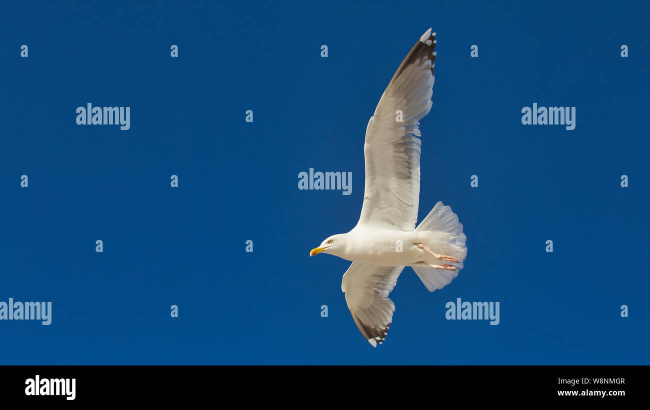 Möwe im Flug Stockfoto