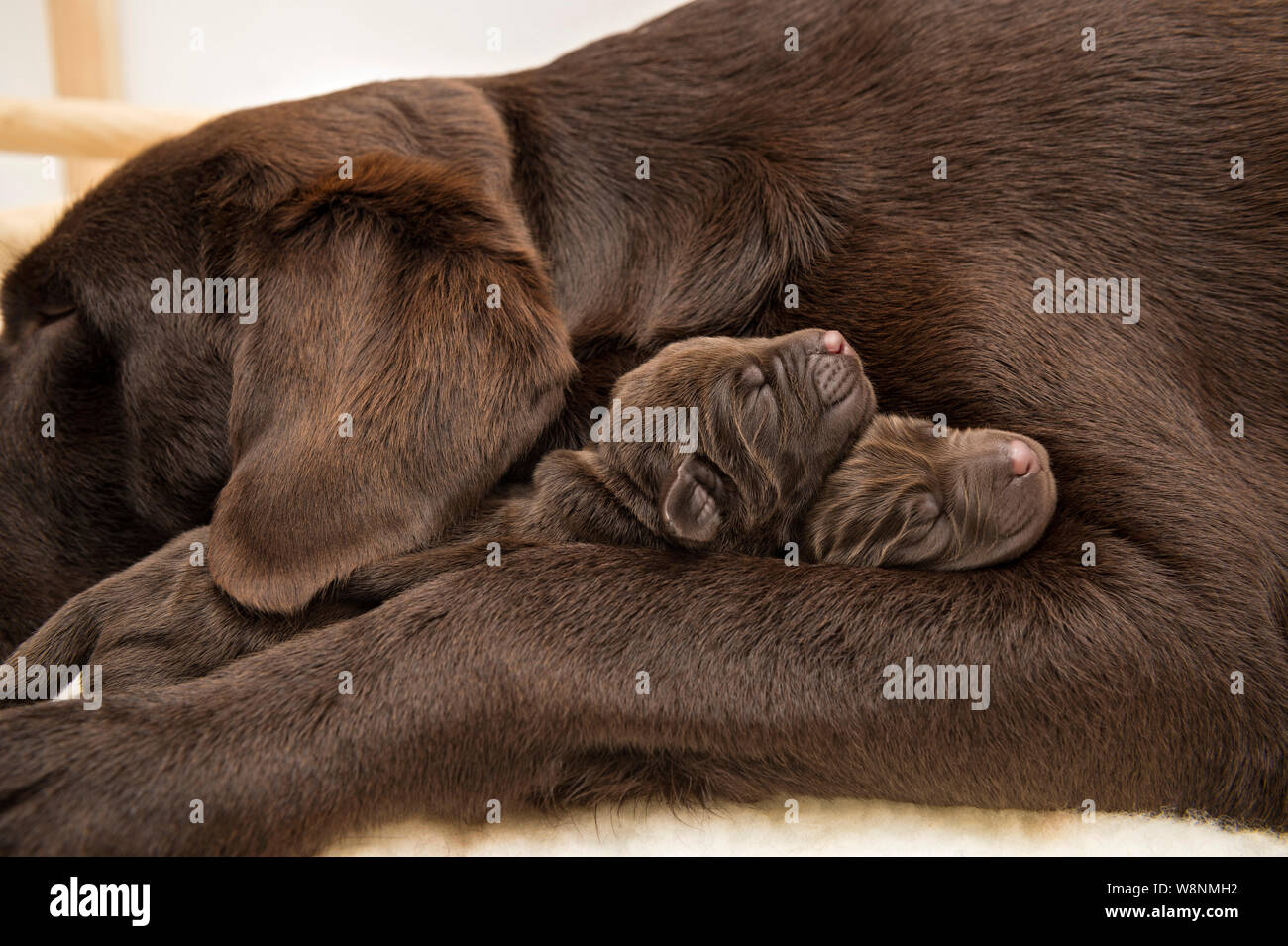Labrador Mutter Neugeborener wurf von welpen -Fotos und -Bildmaterial in hoher ...
