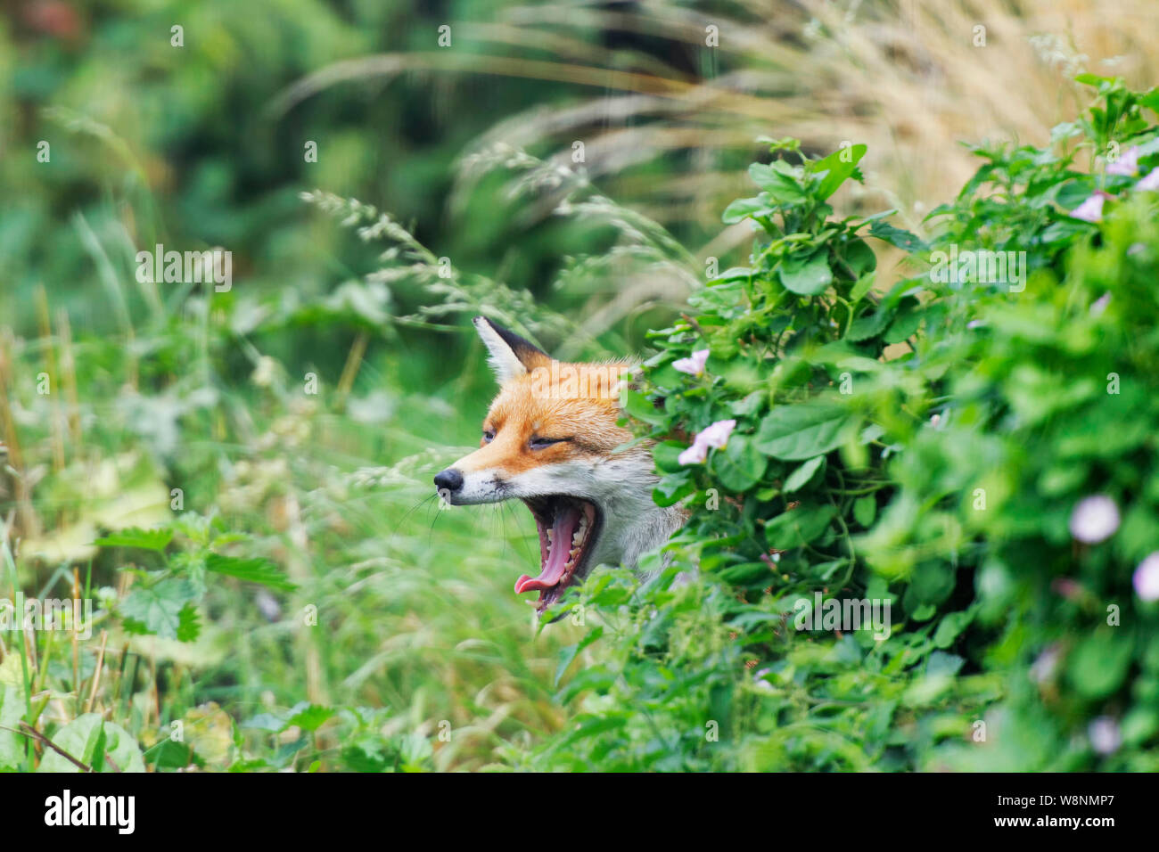 Fuchs am britischen Wildlife Center Stockfoto