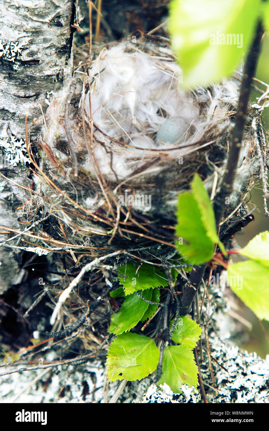 Vögel Nester guide. Gemütliche Arktis redpoll (Acanthis hornemanni) White Nest in Birke unter der Skala flechten. Die Verschachtelung ist hohl mit partrid gefüttert Stockfoto