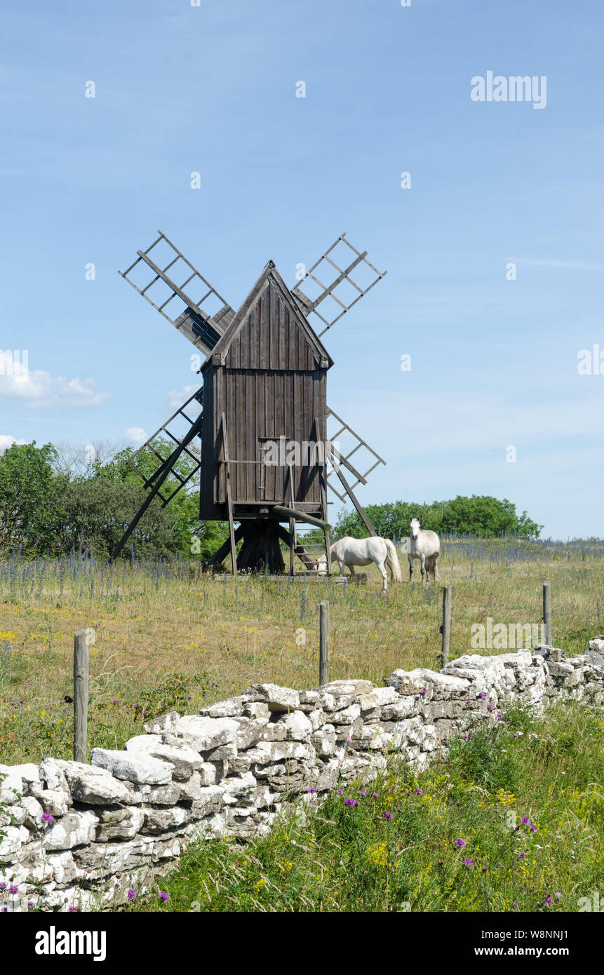Weidende Pferde durch eine alte Windmühle an der Insel Oland in Schweden, die Insel von Sonne und Wind Stockfoto