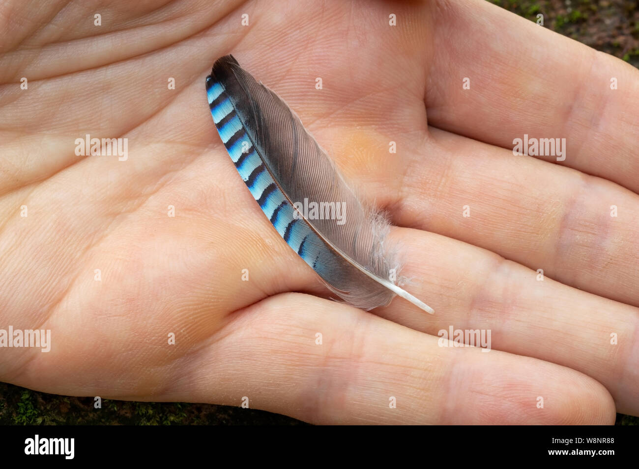 Blue Jay Feder - Symbol von Glück, in einer Hand Stockfoto