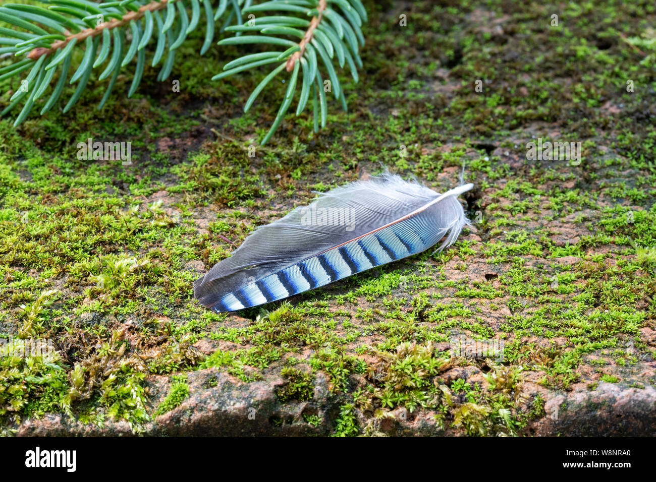 Blue Jay Feder - Symbol von Glück Stockfoto