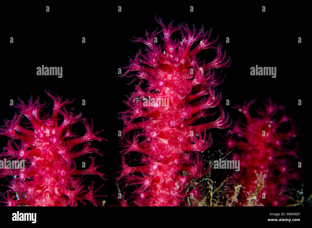 Mittelmeer roberto nistri unterwasser horizontal Fotos und