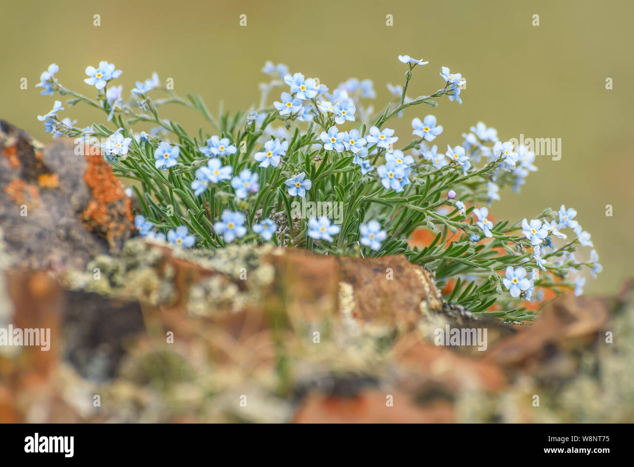 Schönen Blumenstrauß zarte Blau Blumen Alpine Vergißmeinnicht (Myosotis alpestris) auf Steine in den Bergen in der Nähe entwickelt. Stockfoto