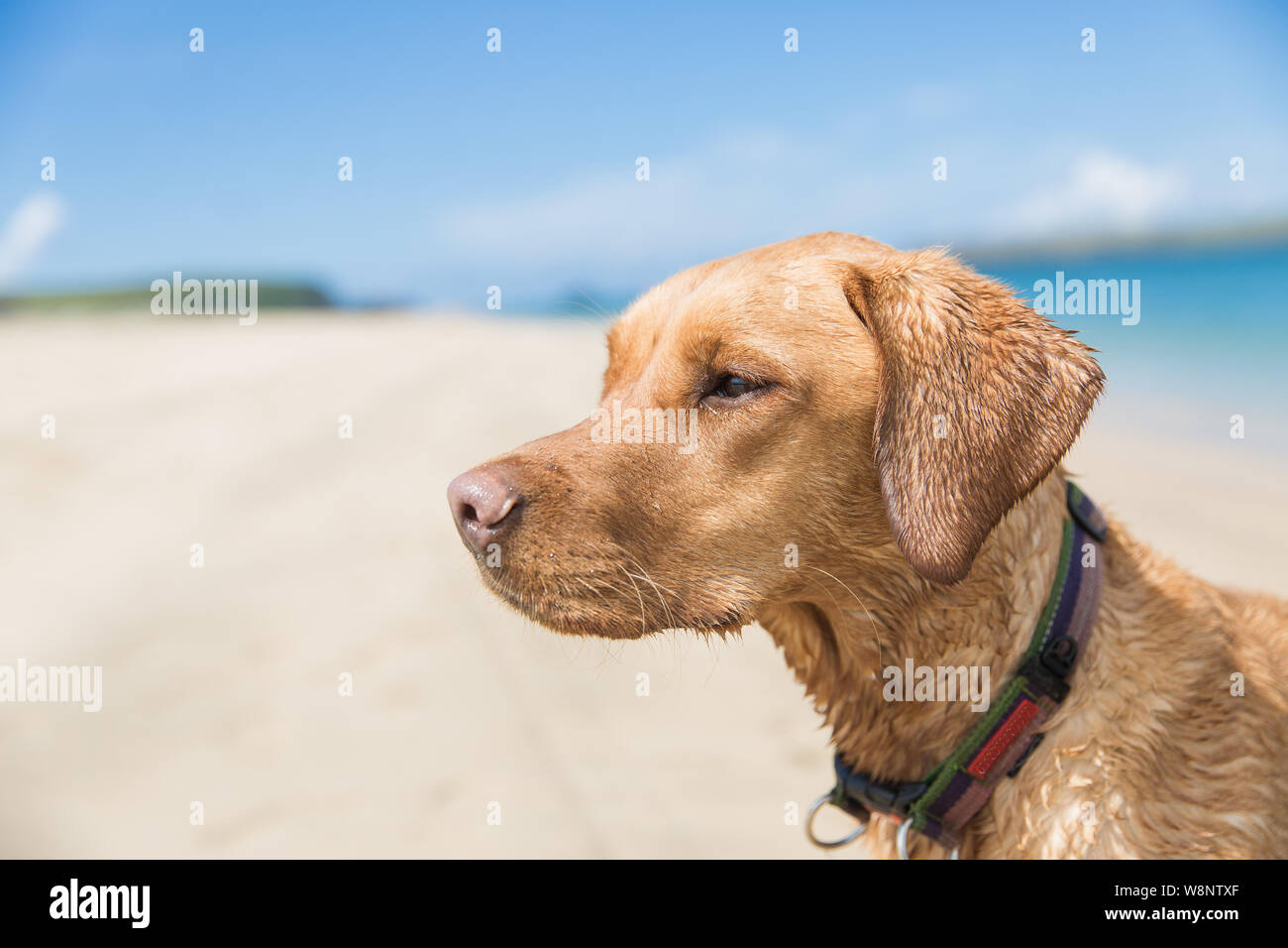 Ein Fox red Labrador Retriever Hund während der Suche fit und stark, während in den Ozean an einem Sandstrand Stockfoto