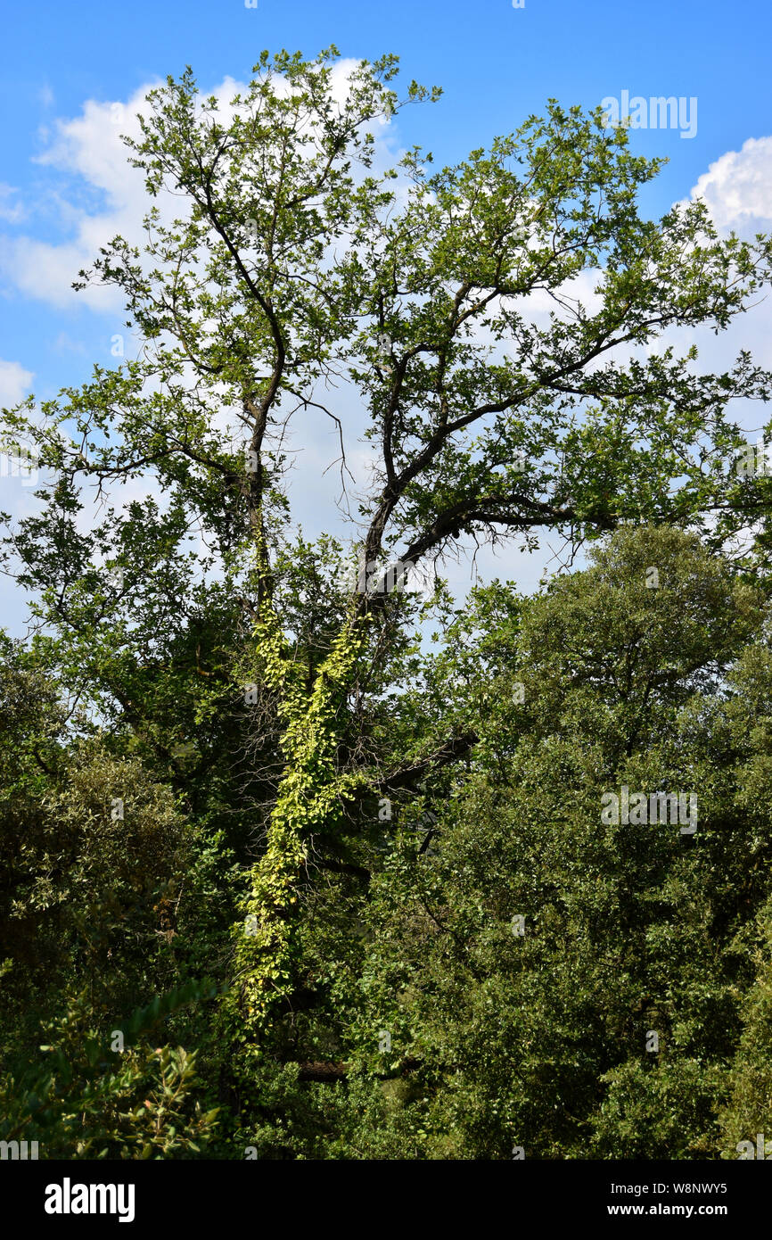 Einsamer Baum Stockfoto