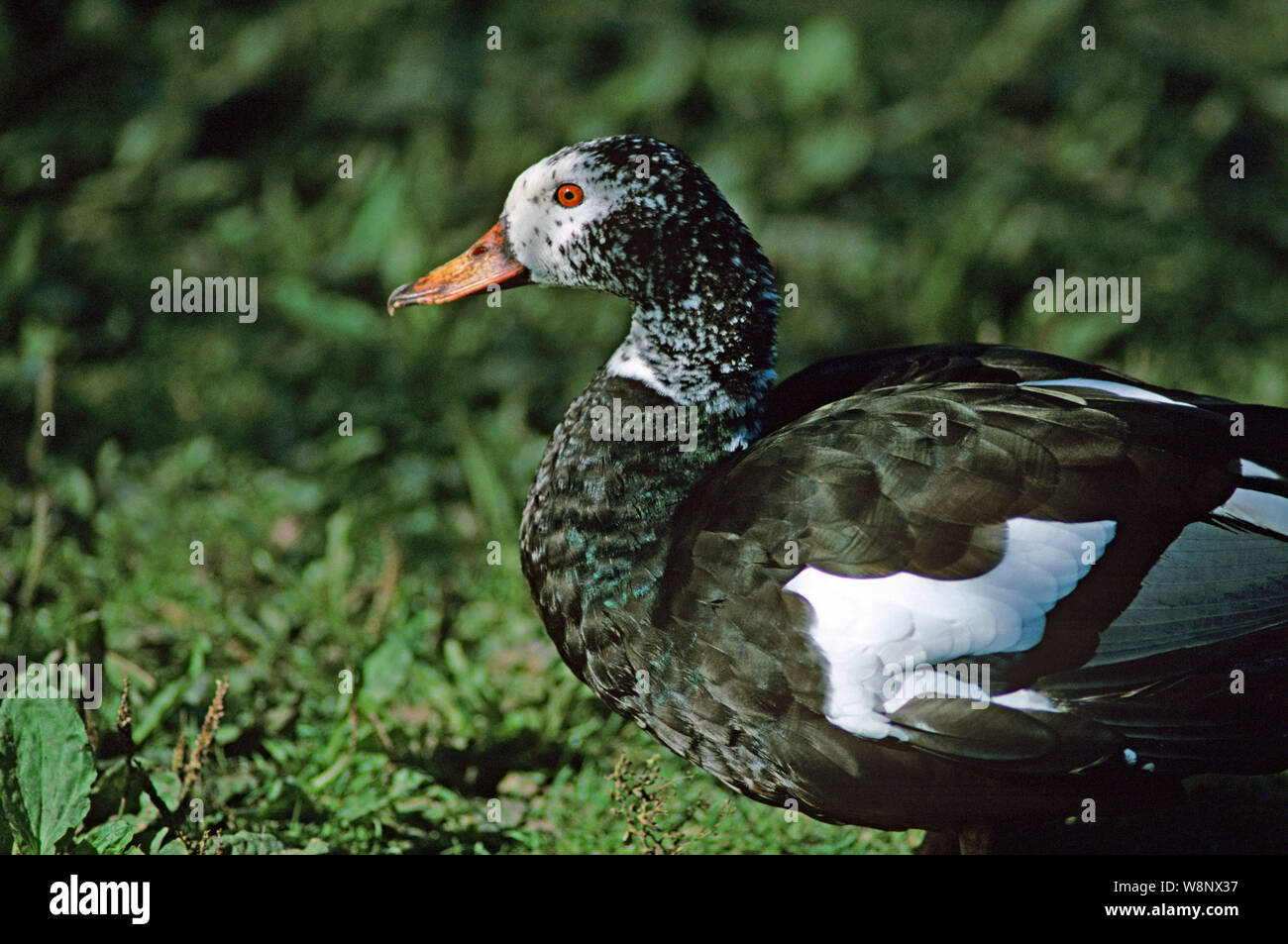 WHITE WINGED HOLZ ENTE Cairina scutulata gefährdeten Arten. Kopf und Vorderwagen; Markierungen variable zwischen Individuen. Stockfoto