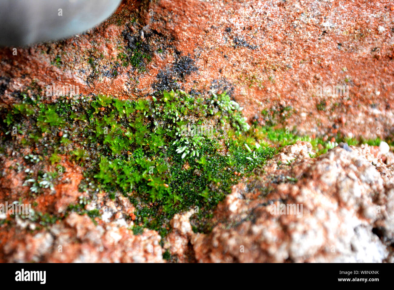 Moos, bryum Argenteum, silbrig Bryum, Silver-Moss, Moos Textur, Moos, Moos auf Steinen, Moos, Moos auf einem Felsen im Hintergrund, Moos Thema Stockfoto