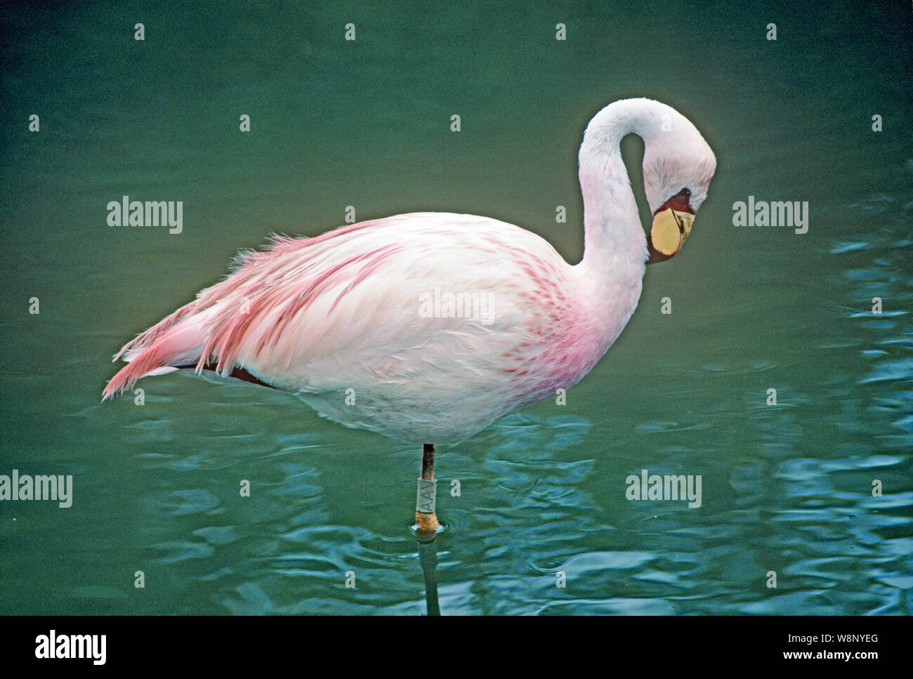 JAMES'S FLAMINGO (Phoenicopterus Jamesi) selbst putzen Hals Federn. Profil. Von der Seite. Stehen auf einem Bein im flachen Wasser. WWT, Slimbridge, Gloucestershire. ​ Stockfoto