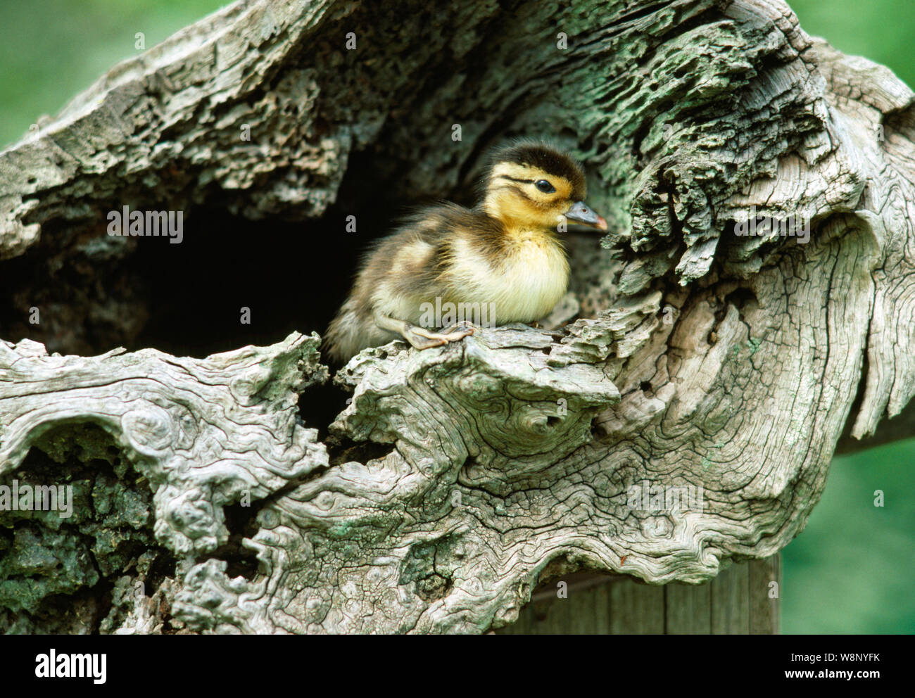 Mandarinente (Aix galericulata). Hatchling", Junge, downy​ Entlein über aus einem Nest in einem hohlen Baumstumpf zu springen. Stockfoto