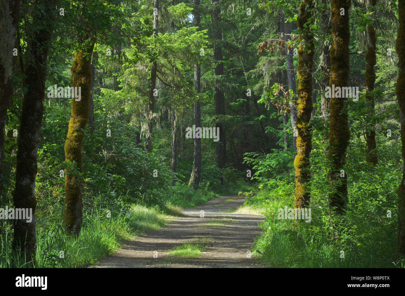 Oder: Douglas County, Cascades, Cavitt schauen vorbei Creek County Park in der Umpqua nationalen Foerst. Unbefestigte Straße durch den Wald in Cavitt schauen vorbei Creek Park Stockfoto