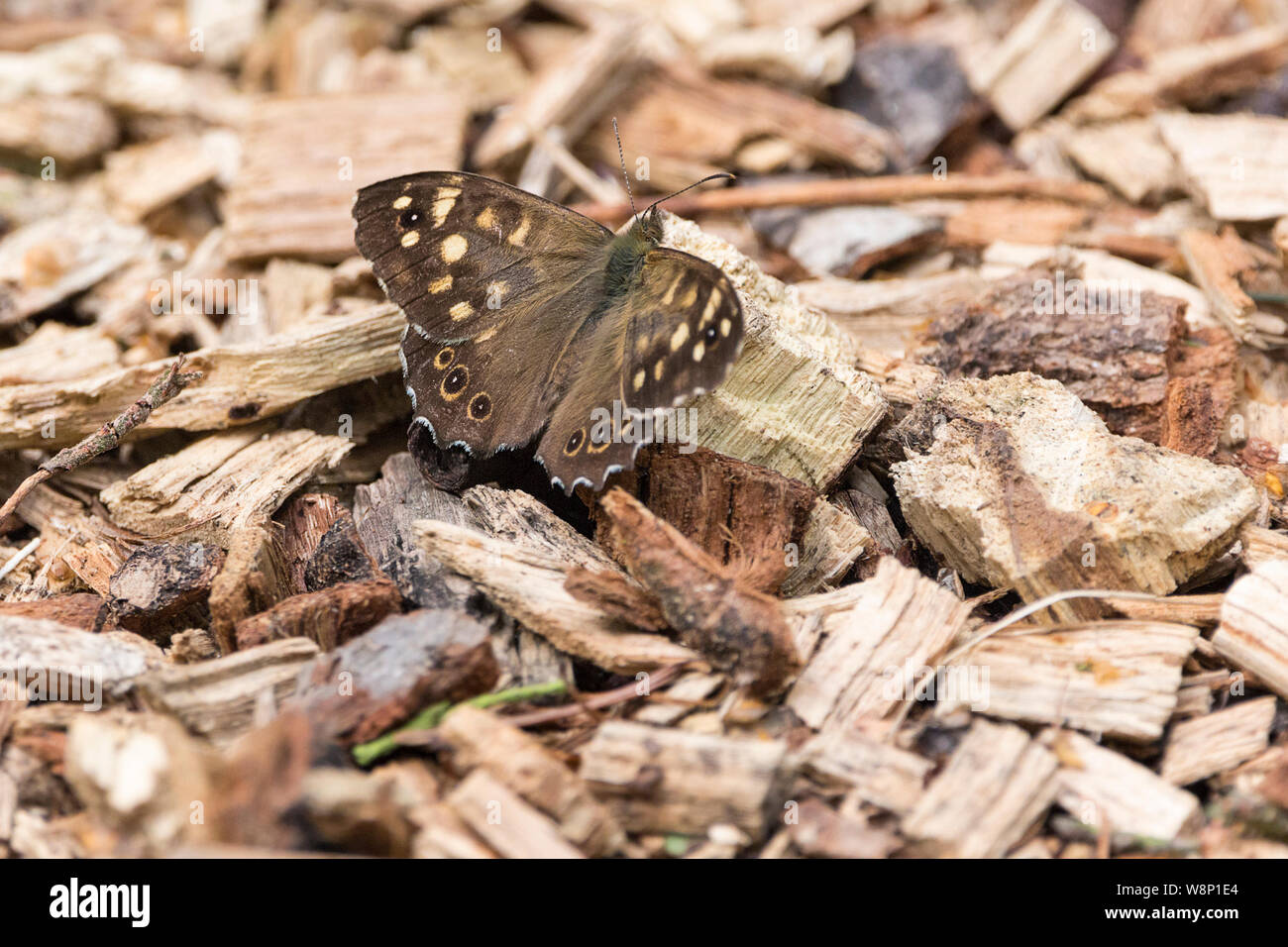 Hauhechelbläuling Schmetterling (Pararge depressa) Männliche kleinere Runde buff Spots in Sonnenlicht auf rauhfaser Sonnenbaden im Wald Licht hot spot dappled. Stockfoto