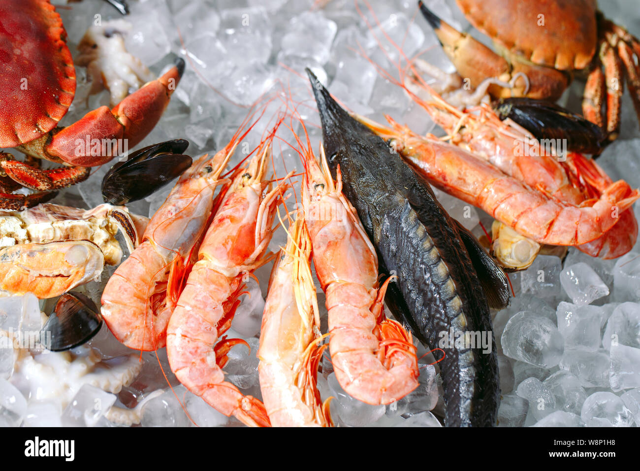 Meeresfrüchte auf Eis. Krabben, Stör, Muscheln, Garnelen, Rapana, Dorado, auf weissem Eis. Stockfoto