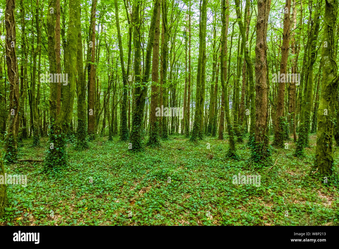 Grüner Sommer Woods im County Mayo im Westen Irlands Stockfoto