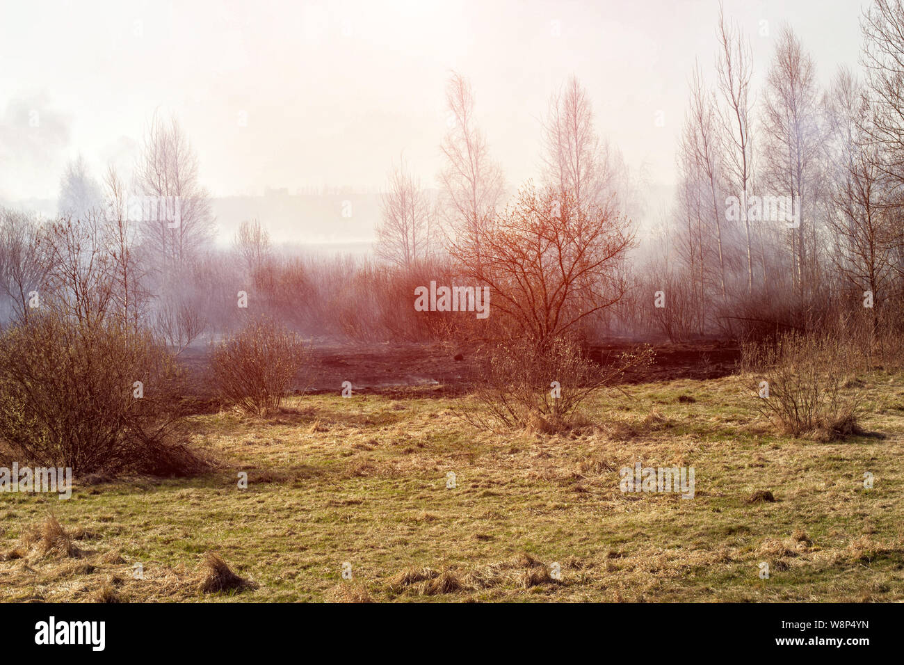 Trockene verbrannte Gras brennt in den Wald, Feuer Stockfoto