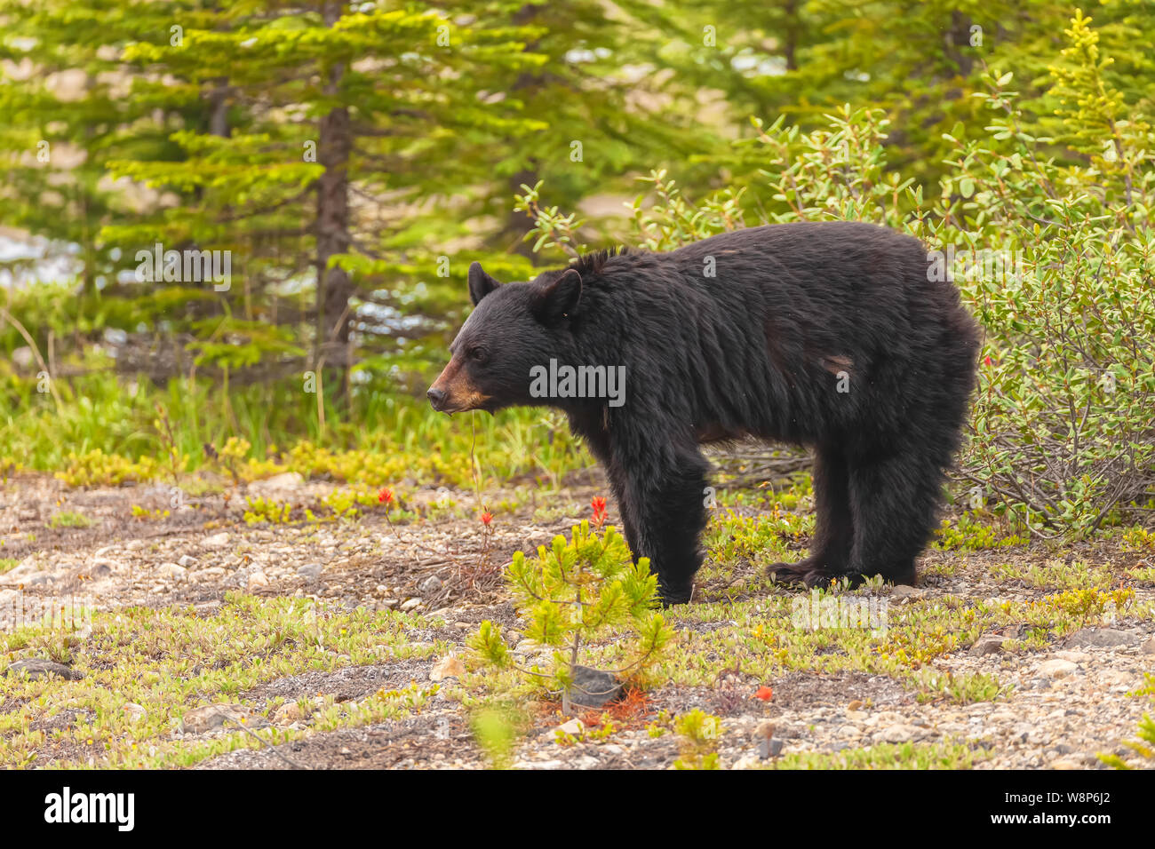 Erwachsene Frau amerikanische Schwarzbär (Ursus americanus), Banff National Park, Alberta, Kanada Stockfoto