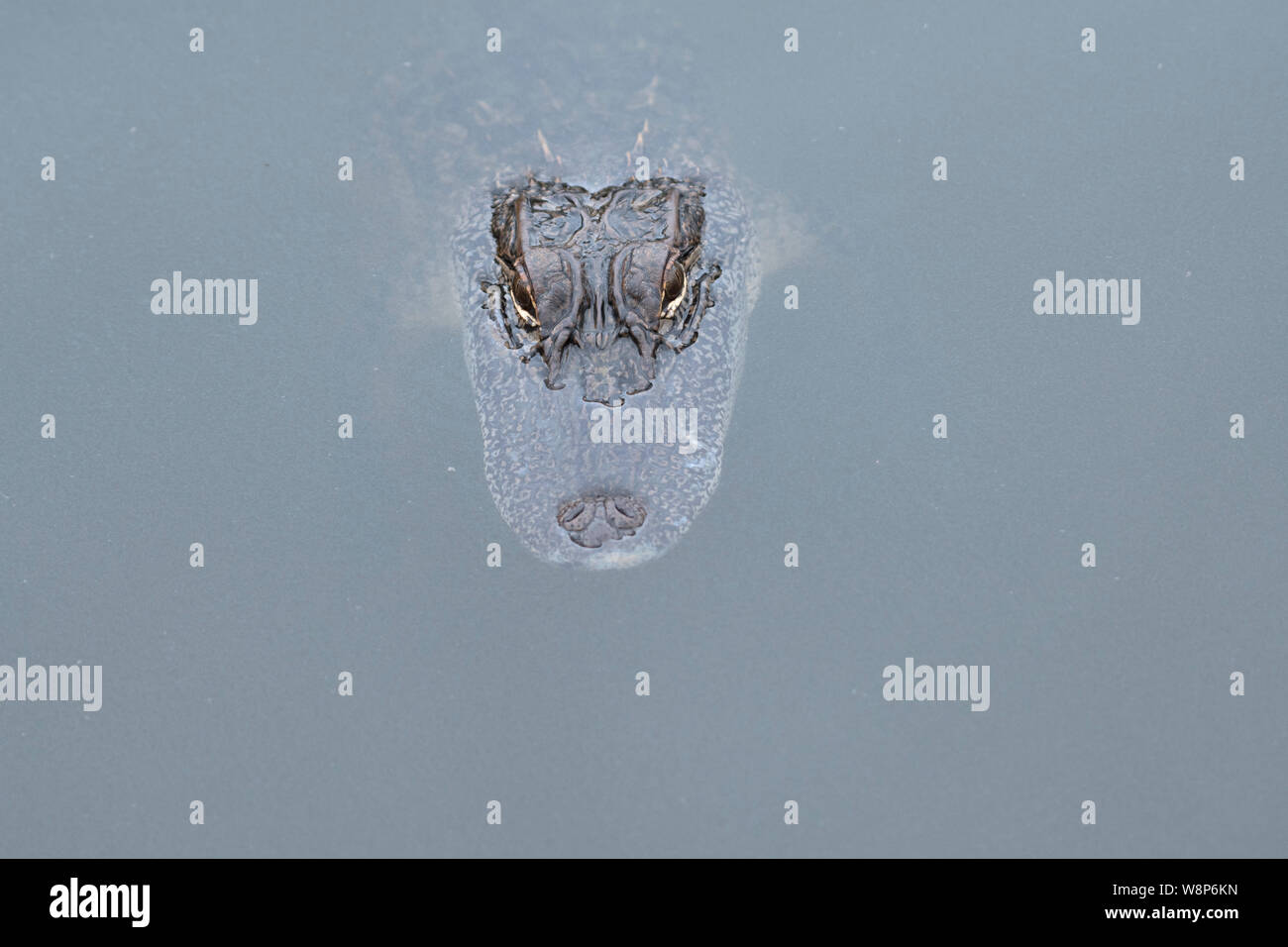 Ein junges Krokodil schwimmt in einem Teich in Bossier City, Louisiana, USA. Stockfoto