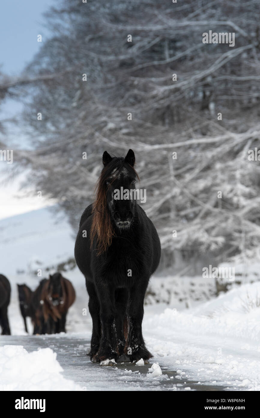 Schnee fiel Ponys auf einem ländlichen Anschluss nach einem Schneesturm, fiel Ende, Cumbria, UK abgedeckt. Stockfoto
