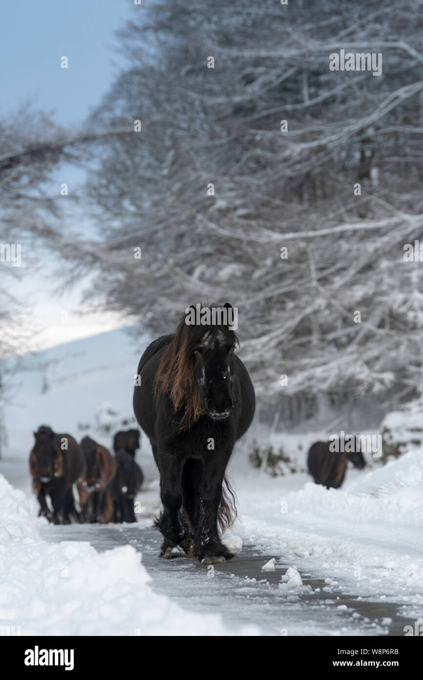 Schnee fiel Ponys auf einem ländlichen Anschluss nach einem Schneesturm, fiel Ende, Cumbria, UK abgedeckt. Stockfoto