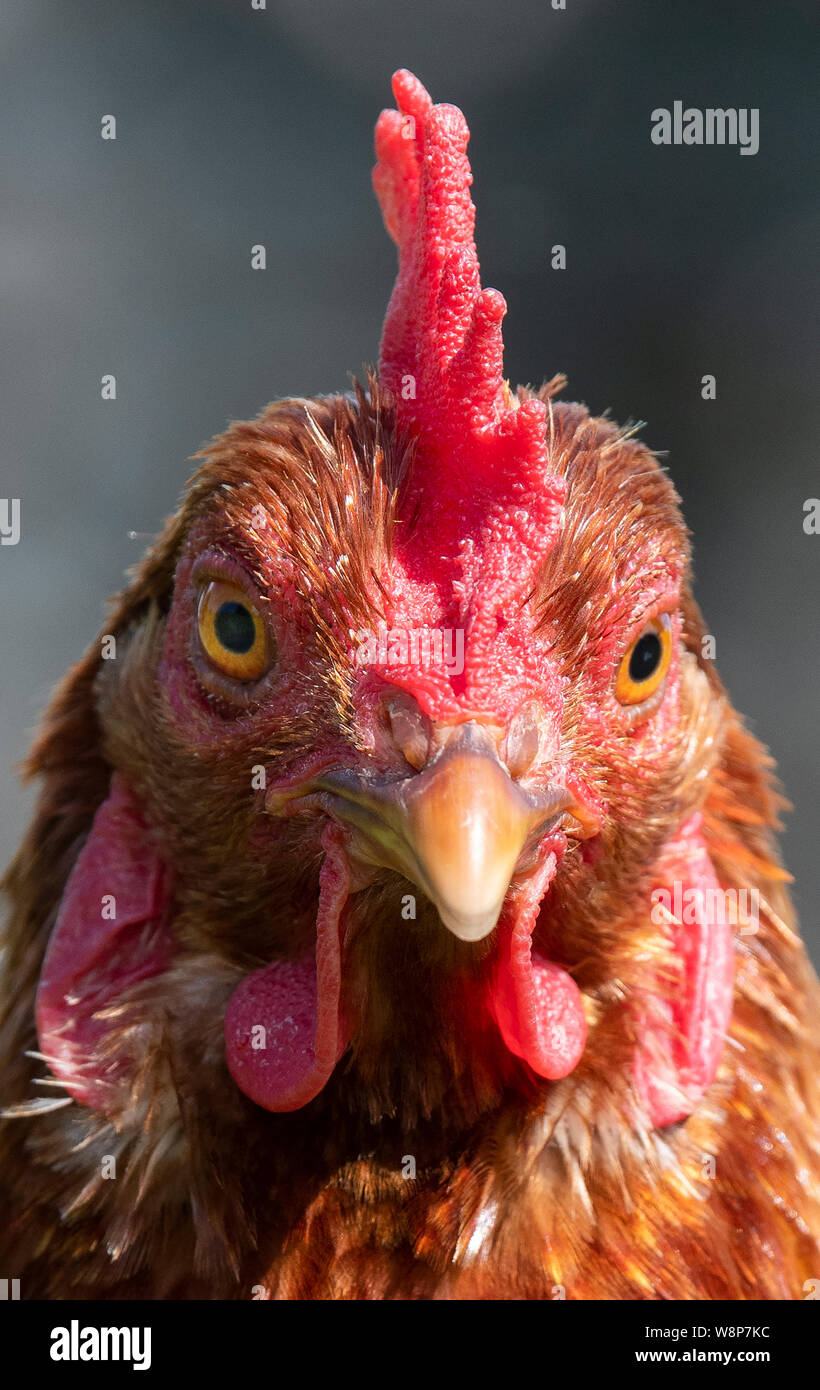 Nahaufnahme eines freien Strecke Henne auf einem kleinen Holding, North Yorkshire, UK. Stockfoto