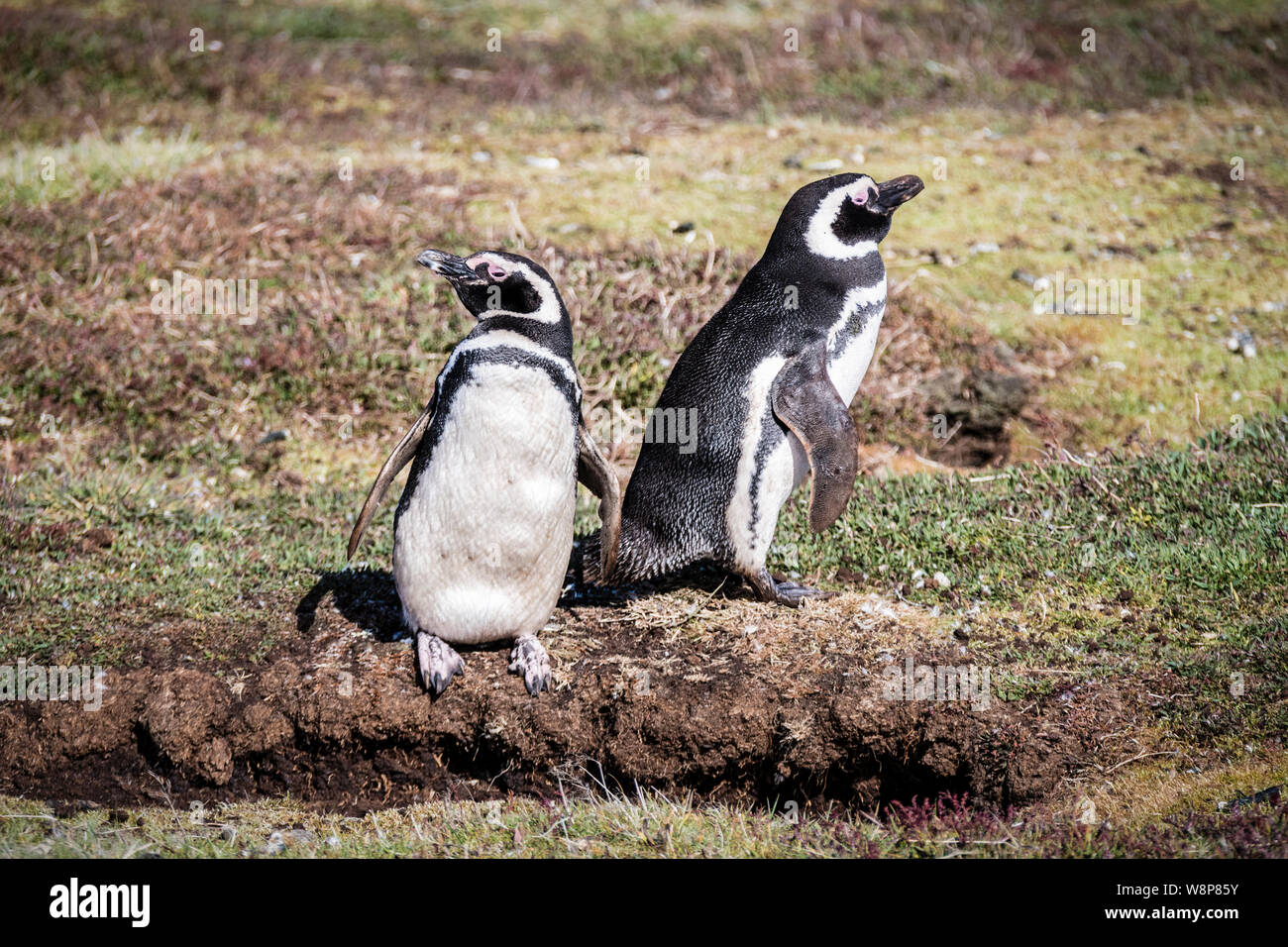 Paar niedliche nach Magellanic Penguin, Spheniscus magellanicus, neben ihren Bau, Sea Lion Island, Falkland Inseln, Britisches Überseegebiet Stockfoto