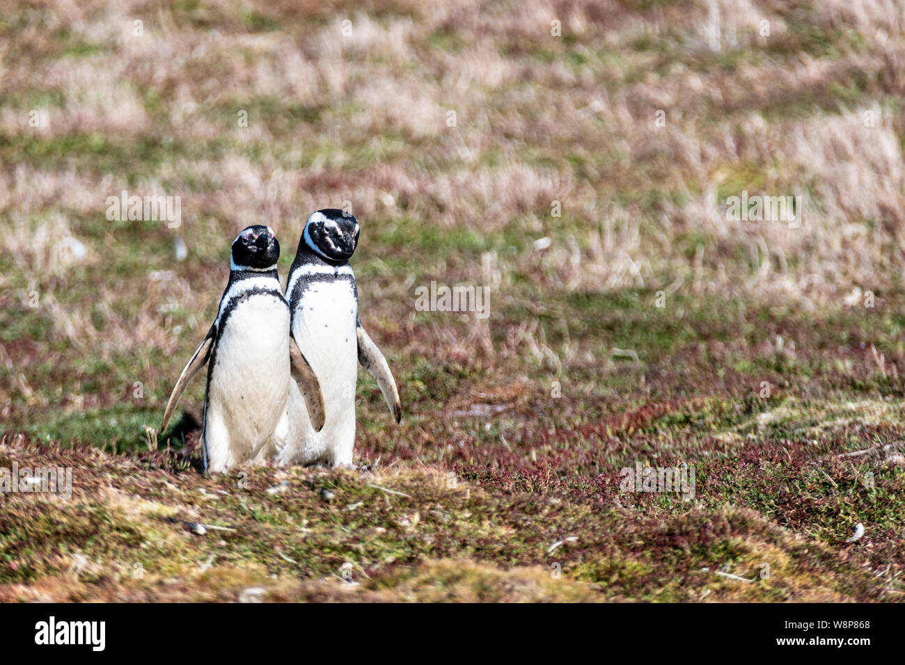 Paar niedliche nach Magellan-pinguine, Spheniscus magellanicus, Sea Lion Island, auf den Falkland-inseln, Britisches Überseegebiet Stockfoto