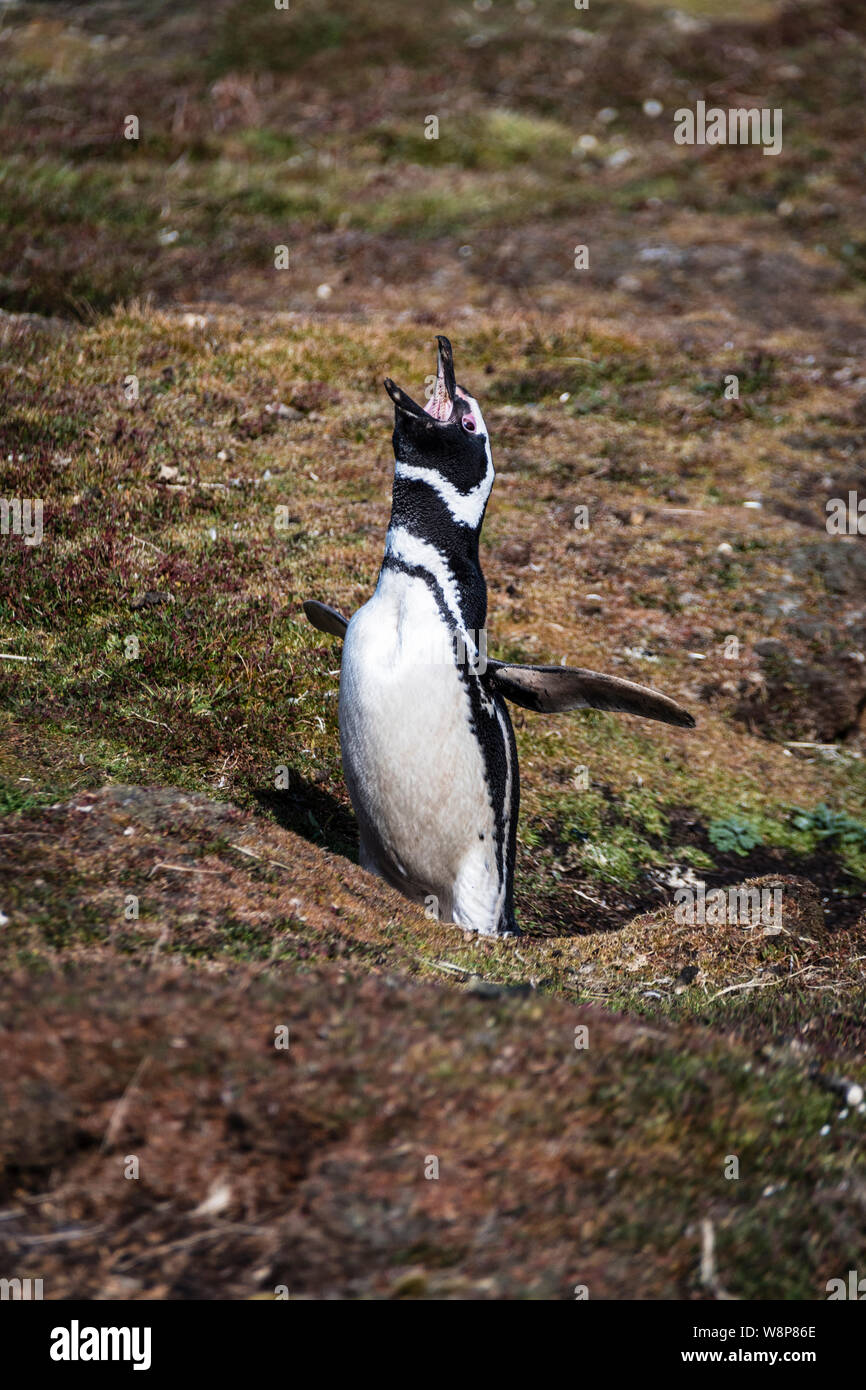 Cute nach Magellanic Penguin, Spheniscus magellanicus, Aufruf an seinem Burrow, Sea Lion Island, auf den Falkland-inseln, Britisches Überseegebiet Stockfoto