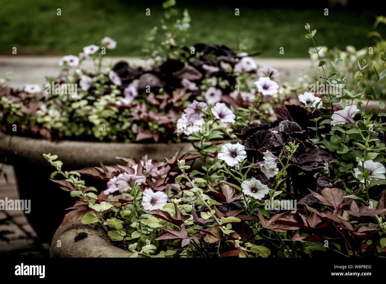 Blumentopf in voller Blüte im Sommer in der Innenstadt von Toronto Stockfoto