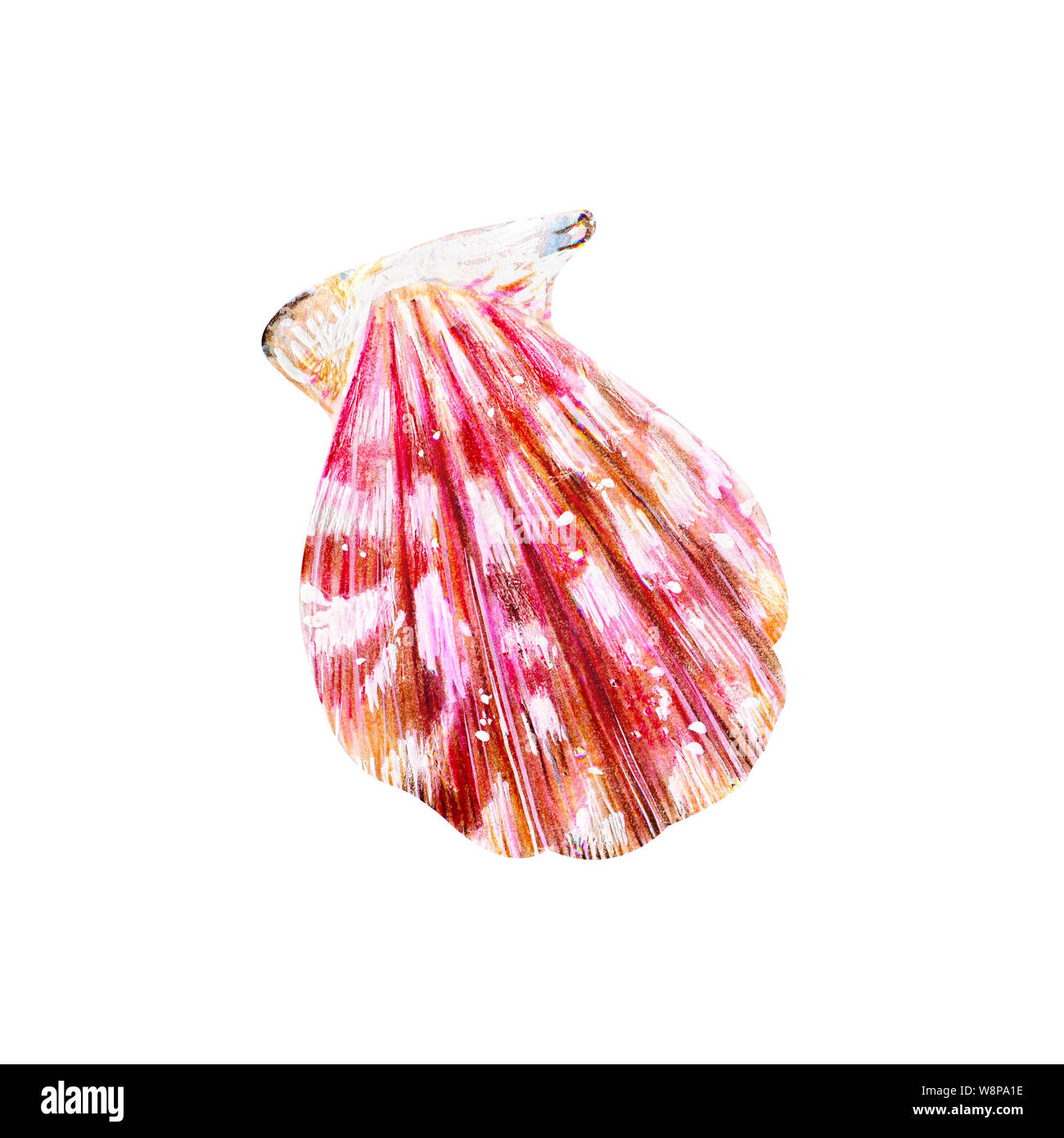 Rosa Perlmutt Muschel Muschel. Meer Muscheln Kammmuscheln. Die Natur der Welt, Ozean. Unterwasser Bewohner. Hand gezeichnet Abbildung auf weißen isoliert Stockfoto