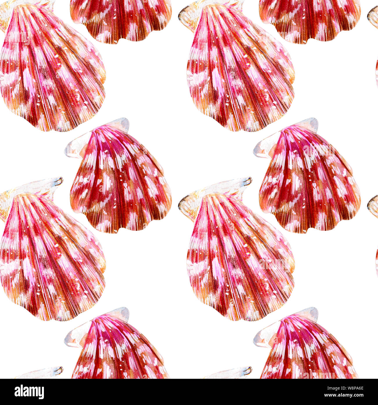 Nahtlose Muster von isolierten Muscheln Jakobsmuscheln. Perlmutt mit Rosa clam Kammmuscheln, die auf einem weißen Hintergrund. Die Natur der Welt, Ozean. Sommer s Stockfoto