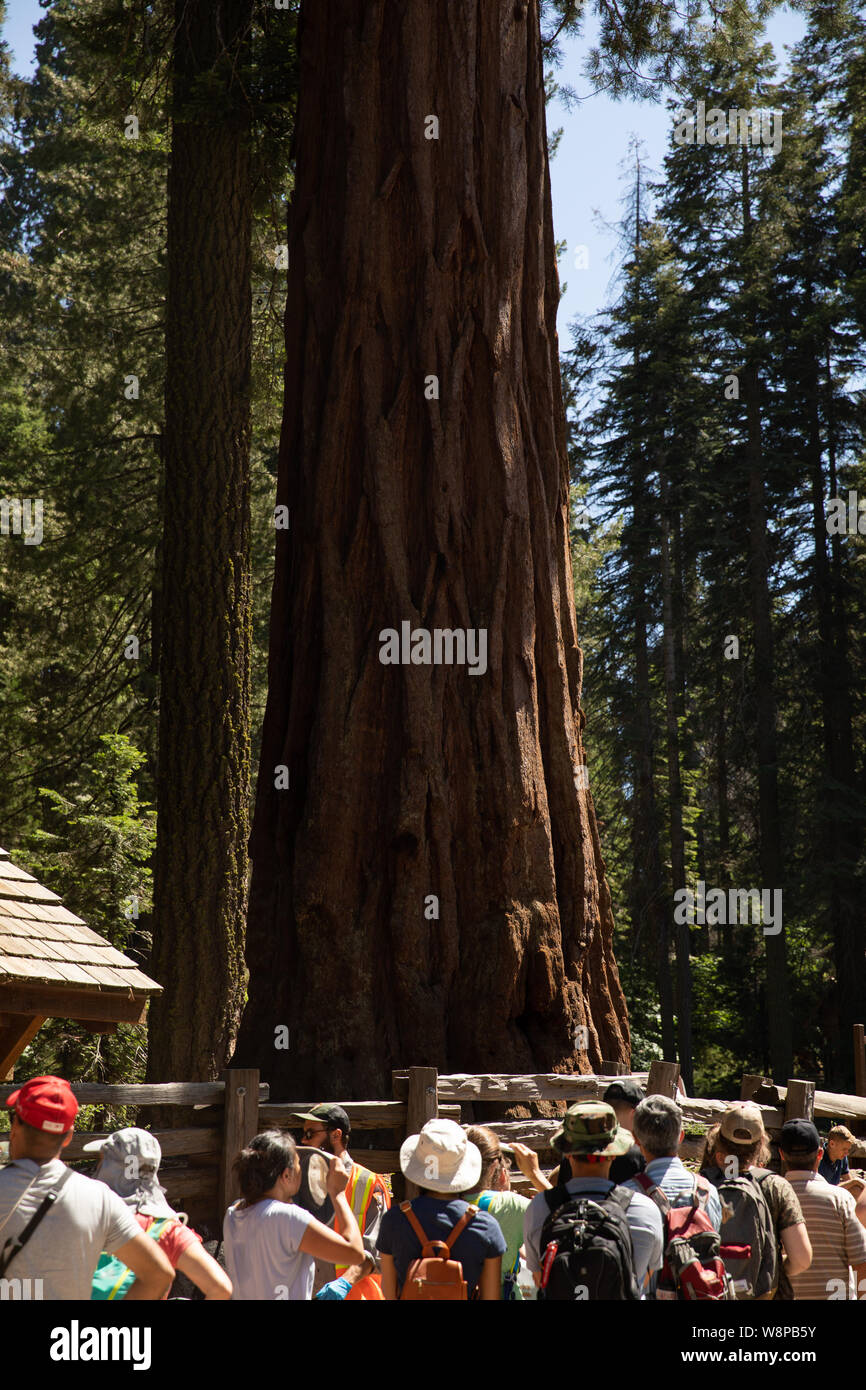 Sequoia Park, CA: Der grösste Baum der Welt in der mammutbäume Nationalpark namens General Sherman von Touristen umgeben. Stockfoto