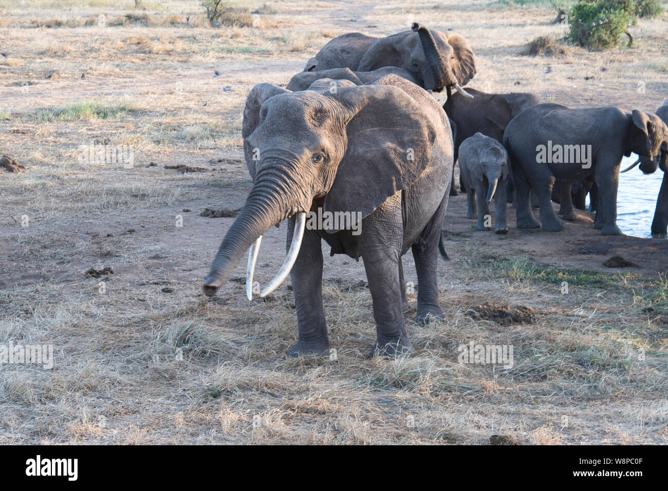 Eine Familie Gruppe der Afrikanischen Elefanten in einem Wasserloch heben ihre Stämme anderen Elefanten zu riechen wie mehr Gruppen ankommen Stockfoto
