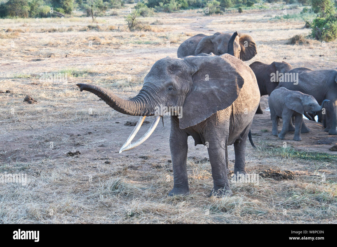 Eine Familie Gruppe der Afrikanischen Elefanten in einem Wasserloch heben ihre Stämme anderen Elefanten zu riechen wie mehr Gruppen ankommen Stockfoto