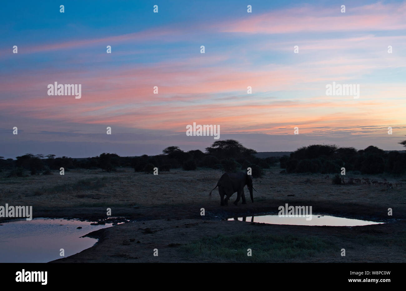 Ein einsamer Afrikanischer Elefant (Loxodonta africana) an einer Wasserstelle kurz nach Sonnenuntergang Stockfoto