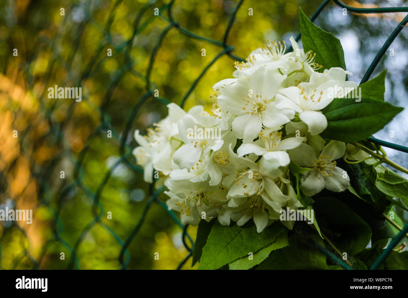 In der Nähe von Metall Kette - link im Garten. White Jasmin mit grünen Blättern in Diamant Drahtgitter Zaun auf verschwommen grünen Hintergrund. Bügeleisen grati Stockfoto