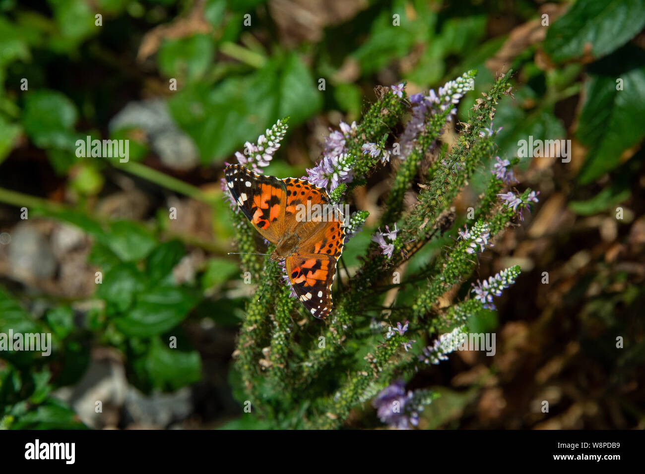 Ein Schmetterling arbeitet Garten Blumen in Ankeny, Iowa. Stockfoto