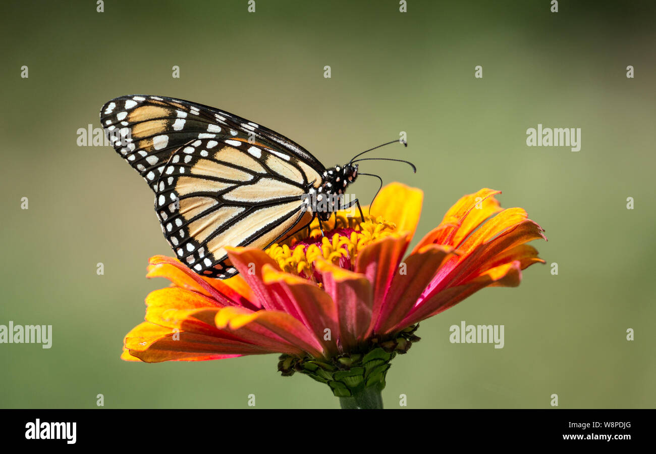 Nahaufnahme Des Schonen Orange Schwarz Und Weiss Insekt Monarchfalter Danaus Plexippus Trinken Nektar Von Orange Zinnia Blume Quebec Kanada Stockfotografie Alamy