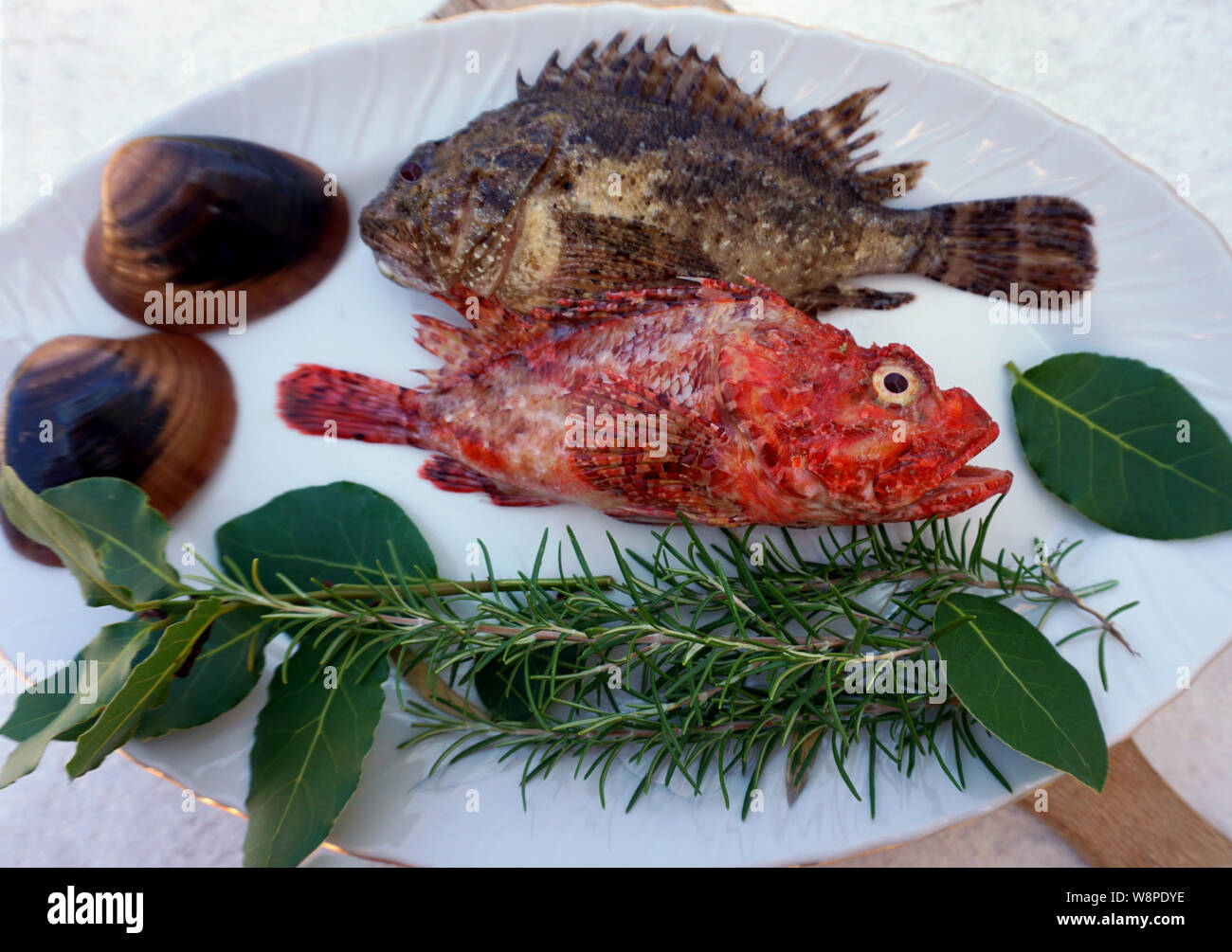 Meer Fisch, red fish Scorpaena scrofa und Skorpionfische Scorpaena porcus auf der Platte, mit natürlichen mediterranen Kräutern und Muscheln dekoriert Stockfoto