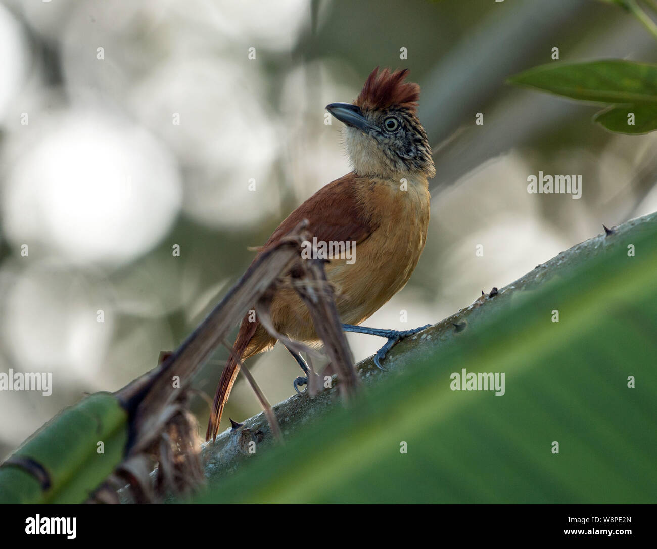 Nahaufnahme der weiblichen Gesperrt (Antshrike Thamnophilus doliatus) auf den grünen Zweig in Soberania Nationalpark, Panama Stockfoto