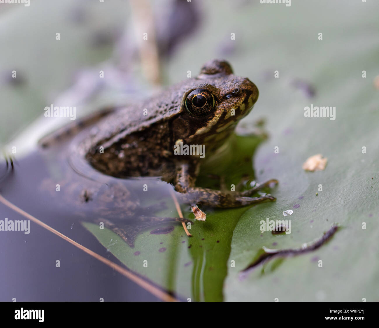 Lebensraum teich Fotos und Bildmaterial in hoher Auflösung Alamy