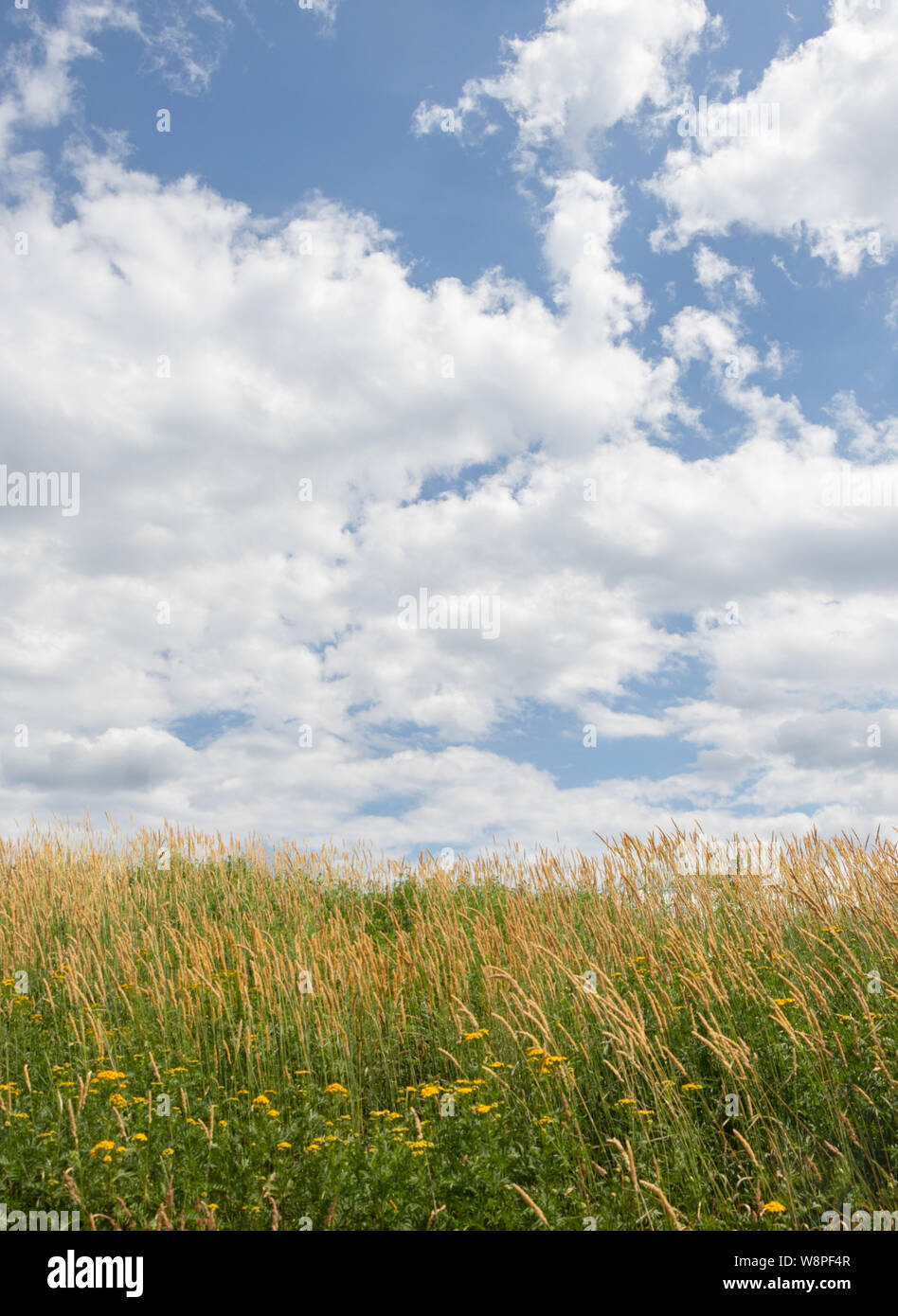 Blue Sky in der Kap mit flauschigen weissen Wolken über grünes Feld Stockfoto