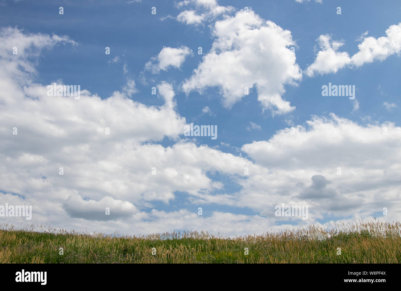 Blue Sky in der Kap mit flauschigen weissen Wolken über grünes Feld Stockfoto