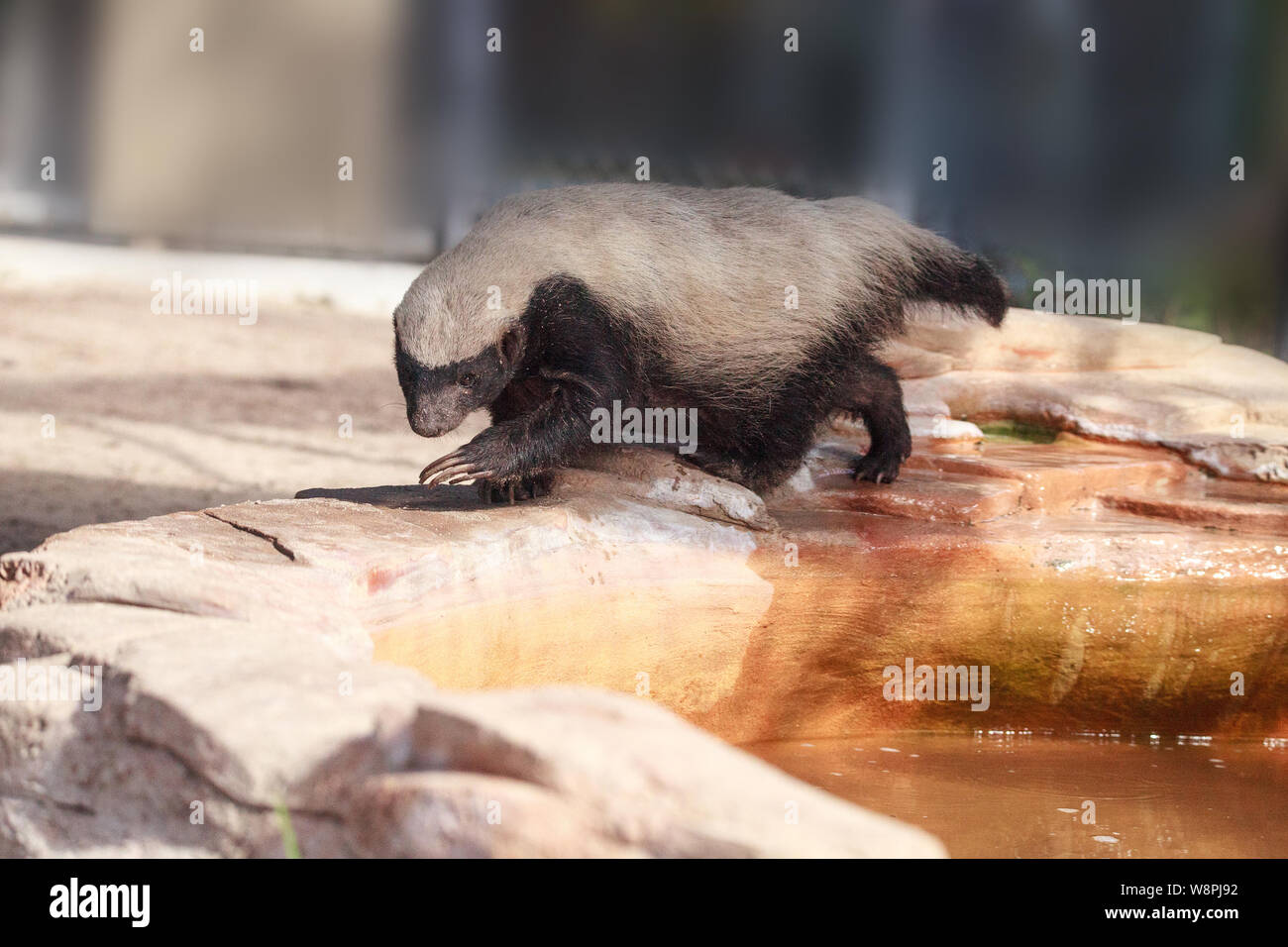 Honey Badger Mellivora capensis ist zäh und hartnäckig bekannt. Stockfoto