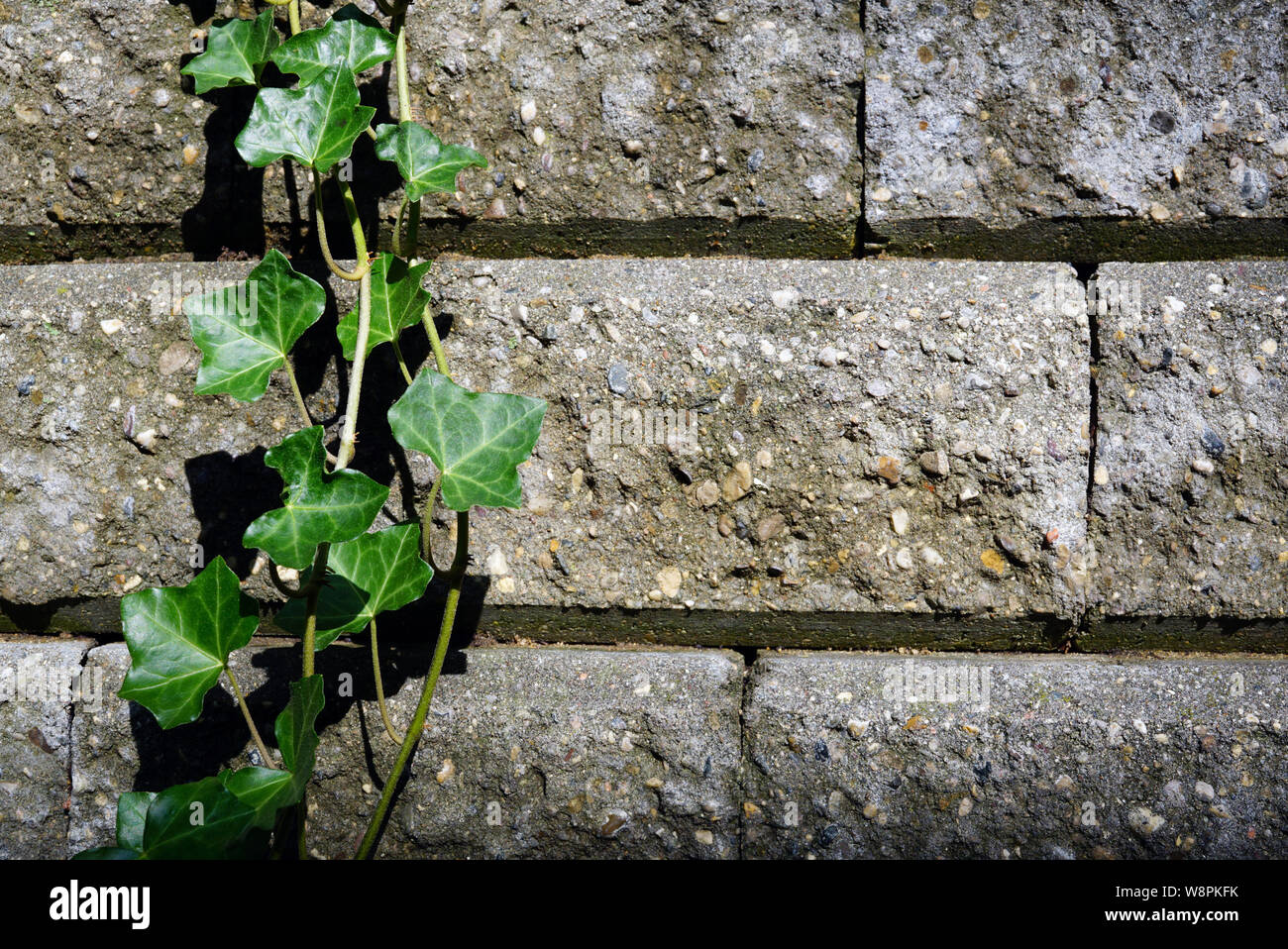Schönen grünen Weinstock von Efeu wächst auf der Steinmauer, close-up im Vordergrund. Moos wächst auf der Oberfläche von Wänden. USA, Michigan, Holland Stockfoto
